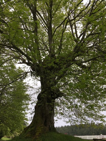 A very large maple in the parade ground.