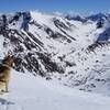 Knoya summit view looking east northeast toward Temptation Peak (and a malamute)