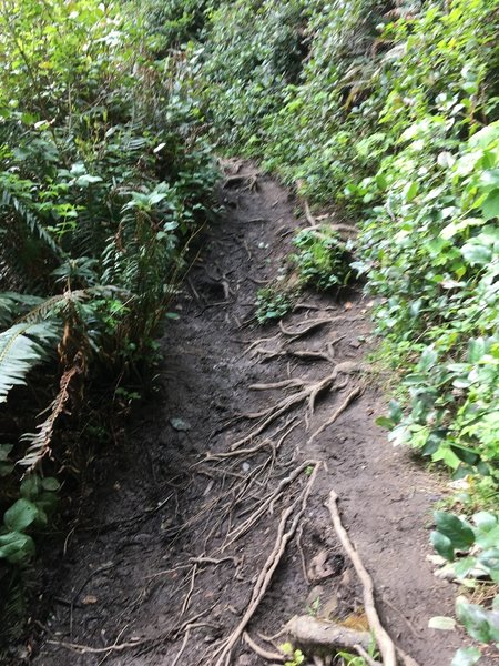 Easily 20% of the trail is exposed roots like this.