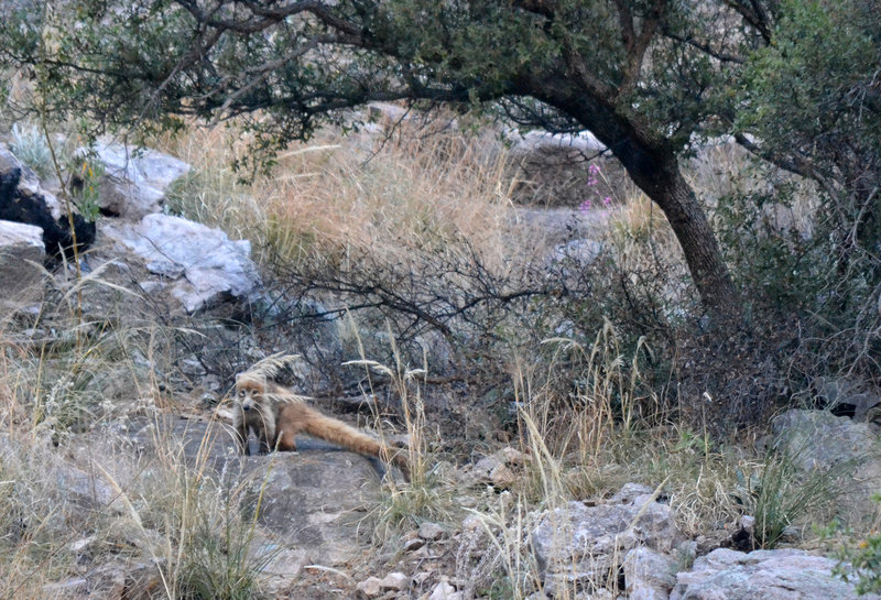 White-nosed Coati are common in Sycamore Canyon