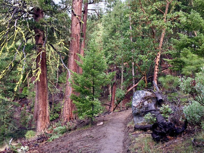 An array of interesting pines, firs, madrones and granite boulders near the top of Wonder.