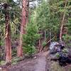 An array of interesting pines, firs, madrones and granite boulders near the top of Wonder.