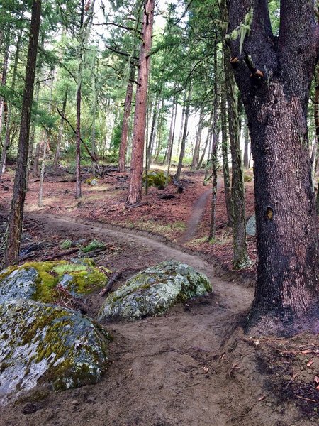 Fire-hardened madrones adjacent to granite boulders.