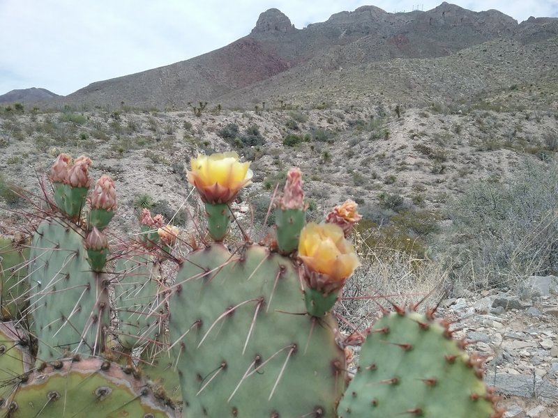 Opuntias and view of Mammoth Rock