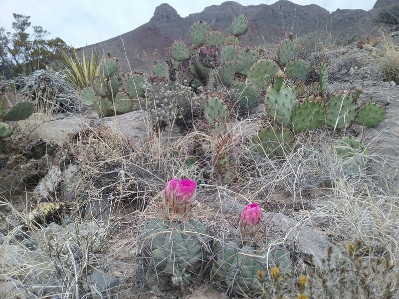 Eagle claw cactus and  Mammoth Rock