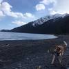 Loads of sticks to chase on Tonsina Point