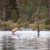 Young elk bucks playing in Sprague Lake