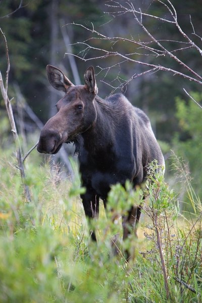 Mama moose drinking near Sprague Lake