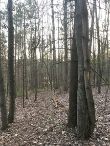 Typical trail markings