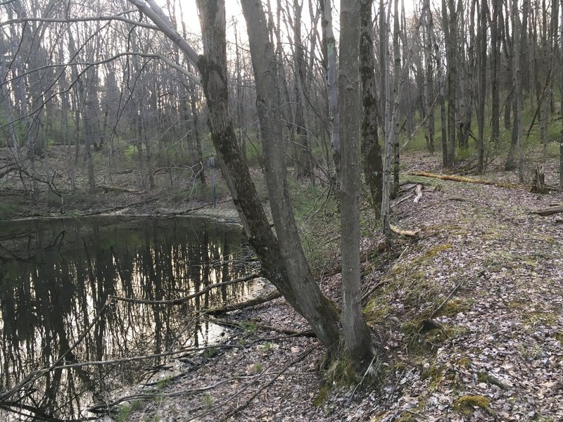 Trail next to the pond