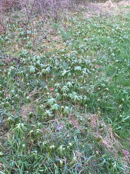 More Mayapples in one place than I have ever seen