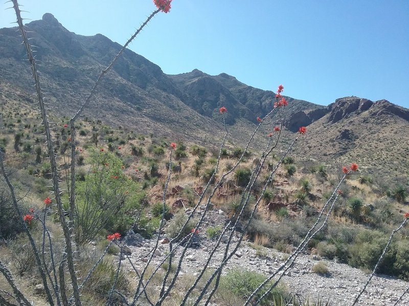 Looking SE from the trail.