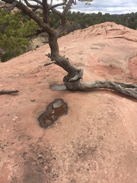 Windswept tree, alive and well