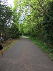 This section of the trail is shrouded in many large trees.