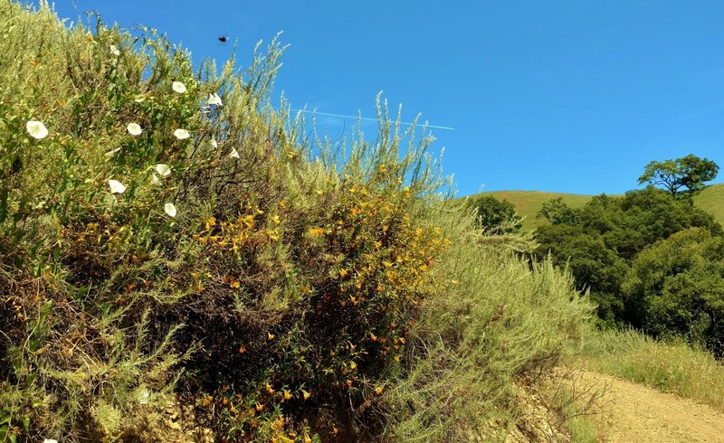 Morning glories - a white variety, and orange monkey flower along Gaviota Trail in early May.