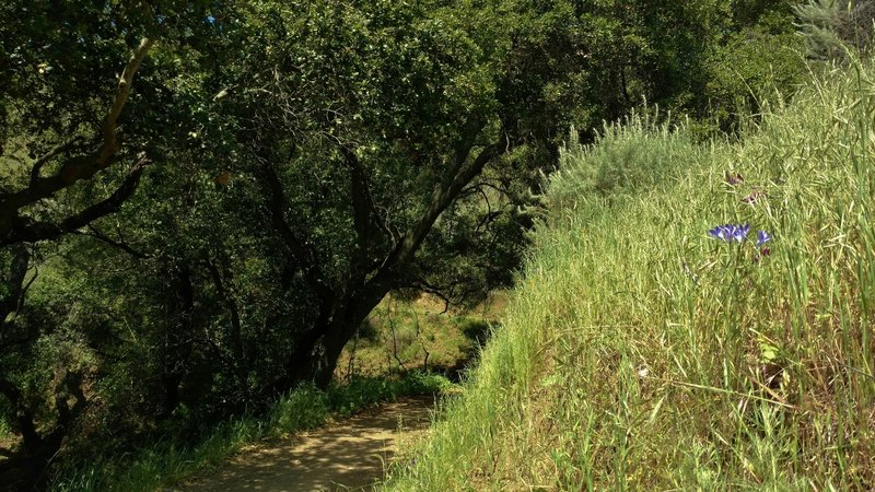 Rounding a bend into a shaded trail section by a seasonal creek on Gaviota Trail. The bluish purple flowers are Ithuriels Spears.