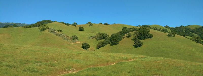 The green, oak studded grass hills of Coyote Lake - Harvey Bear Ranch County Park in early May, with Gaviota Trail winding through them.