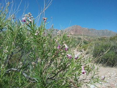 Looking west from the trail