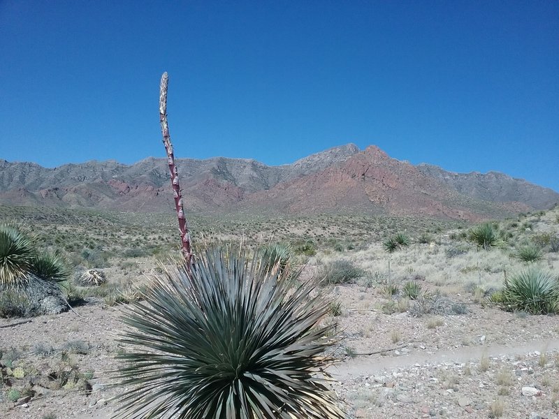 Looking west from the trail. Sotol starting to bloom in the foreground.