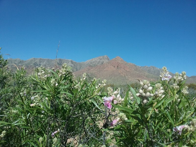 View of the Franklin Mountains from the trail, with some chilopsis getting ready to bloom.