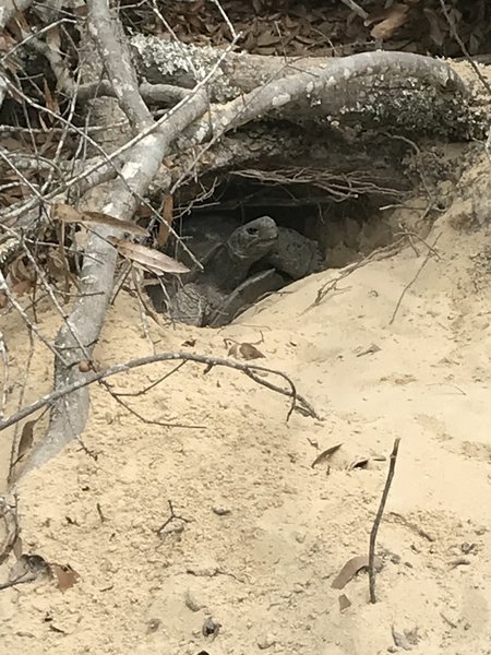 Georgia Gopher Tortoise