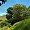 A flowering California buckeye tree among the oaks along Blue Oak Trail.