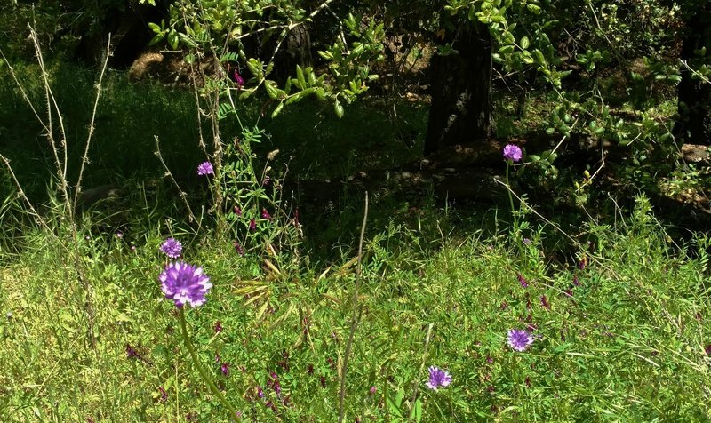 Purple wildflowers along Blue Oak Trail.