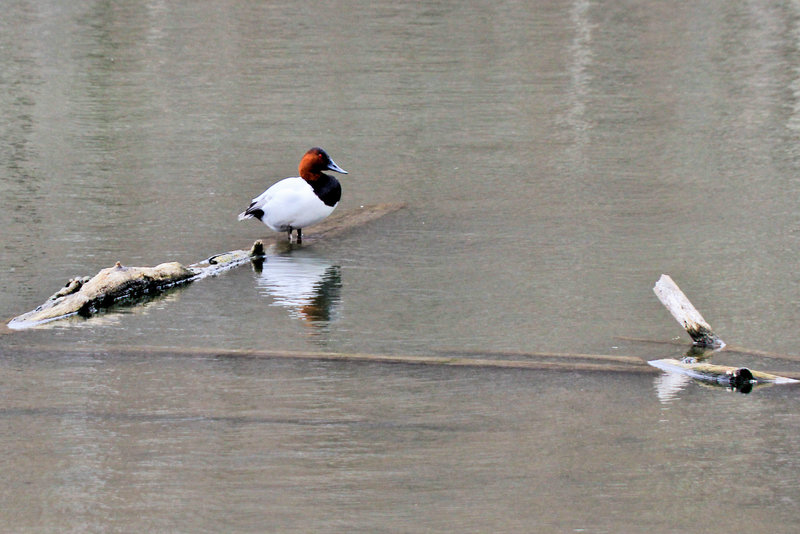 Radnor Lake State Park