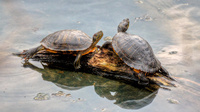 Radnor Lake State Park