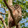 Radnor Lake - Barred Owl