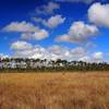 Looking west across the marsh grasses