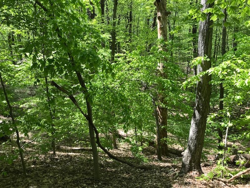 The undergrowth in the woods