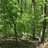 The undergrowth in the woods