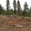 Much logging (?) along the trail