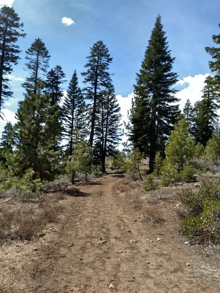 Easygoing wide trail