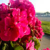 Tons of beautiful flowers line portions of Bayside Walk in typical California style.