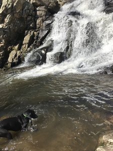 Swimming holes make this a great hike for dogs!!