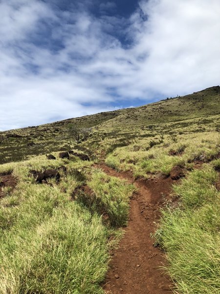 One of the smoother portions of the trail, heading up from east to west.