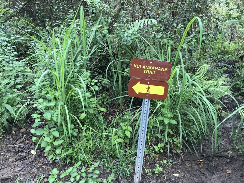 At 2.9 miles you see this sign. Don't follow this arrow. Behind this mark is unmarked trail take it.