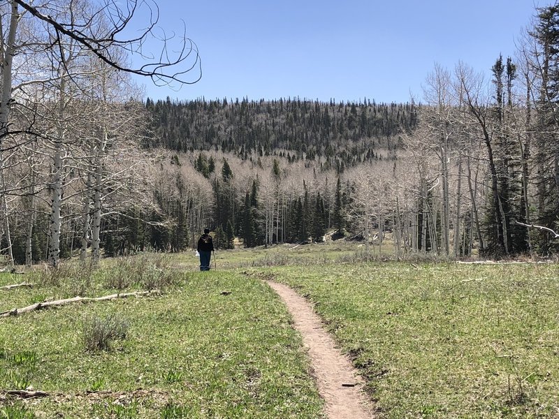 Beautiful view across a meadow