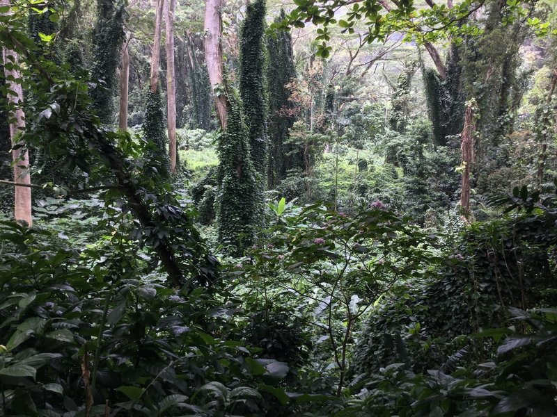 Looking through the amazing rainforest