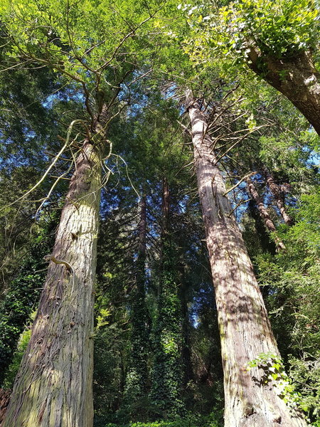 Time to hug a redwood