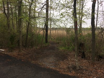 Maritime Forest Trail (Red) trailhead near the Cooper Environmental Center