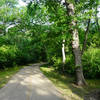 Typical heavy foliage along the River Legacy Trail.