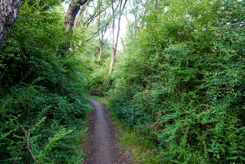 This section of the trail has very thick underbrush and lots of blind corners, so keep your ears open for cycling traffic.