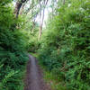 This section of the trail has very thick underbrush and lots of blind corners, so keep your ears open for cycling traffic.