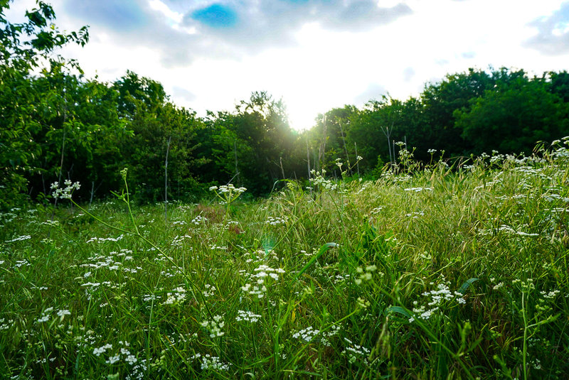 Fields of wildflowers and thick grass litter this portion of the trail.