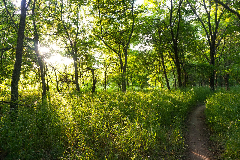 The sun rays stream through the canopy to create a magical feel on an early morning.