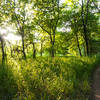 The sun rays stream through the canopy to create a magical feel on an early morning.