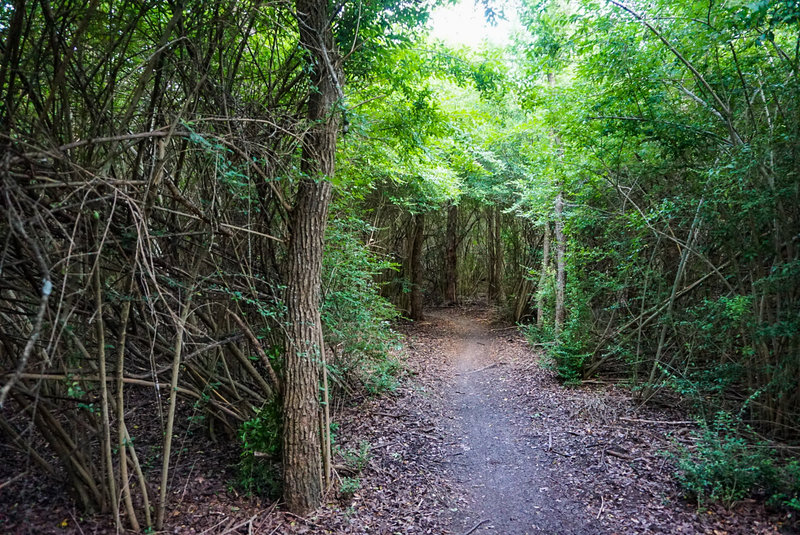 This portion of the trail is literally tunneled into the thick forest vegatation.